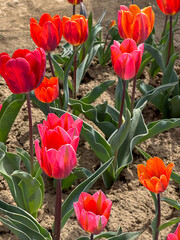 Colorful tulips planted in the field