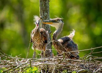 Young Great Blue Herons in their nest in a lowcountry rookery near Charleston, South Carolina.