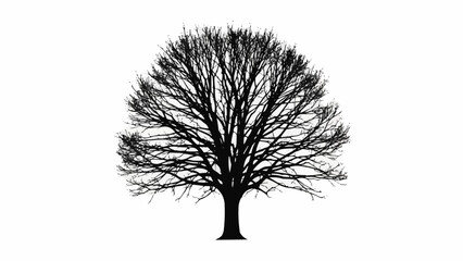 Silhouette of a large deciduous tree with bare branches against a white background. © Jmotor
