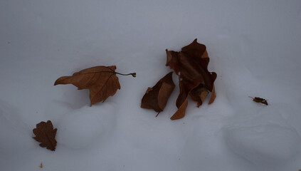 Dry brown autumn leaves resting on fresh white snow, symbolizing the seasonal transition from fall...