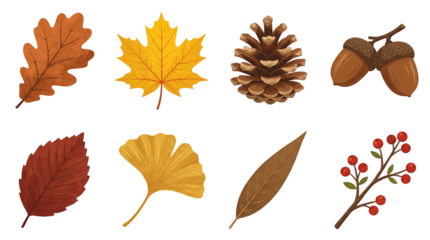 Autumn forest collection including oak leaf, maple, pinecone, acorns, ginkgo, and berries isolated. Fall season and botanical nature set.