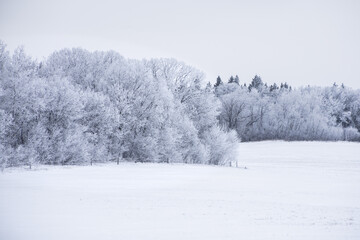 Field in rural winter of Manitoba