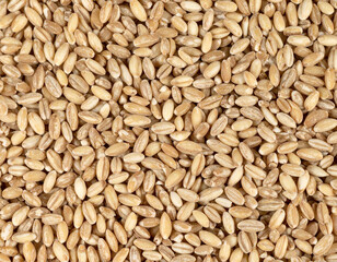 Full frame close-up of uncooked pearl barley grains forming a uniform grain texture. Top view showing oval grains with light beige color and natural surface variation.
