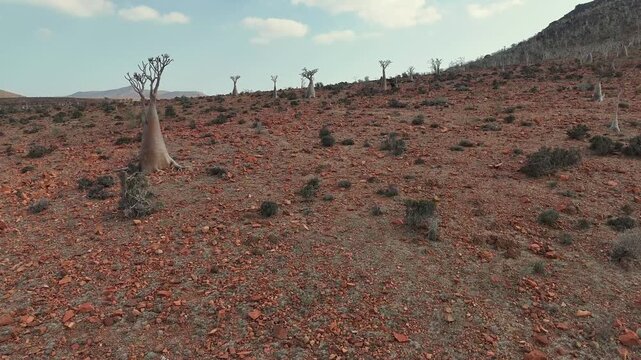 Desert hillside dotted with unique Bottle trees stretches toward mountains, showcasing a harsh yet fascinating ecosystem shaped by drought, rocky soil and extreme climate. Drone flight, Socotra island