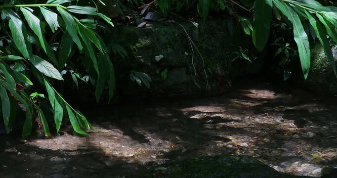 The babbling brook flows over the rocks