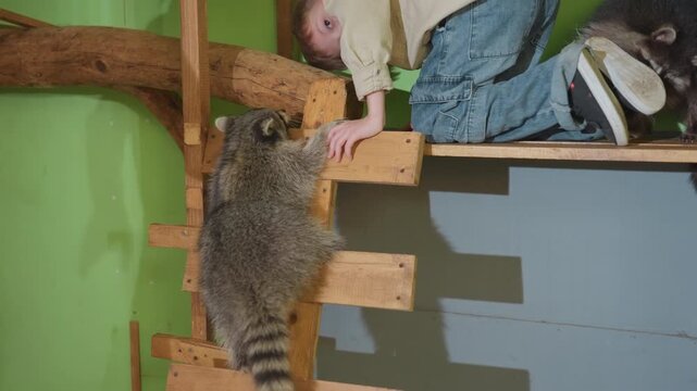 raccoon climbing wooden ladder near person, reaching hand from kneeling adult in denim, indoor greenwalled enclosure with wooden platform, gentle paw contact, attentive gaze, tender wildlife care