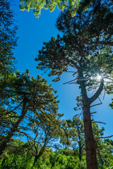 A forest with trees and a blue sky