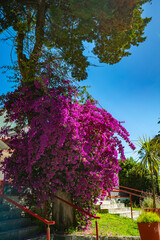 A tree with purple flowers is growing on a red railing