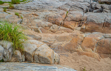 A rocky beach with a few plants growing in the sand.