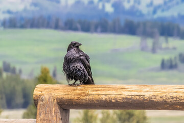 Obraz premium Common raven sitting on a log with the mountain and trees in the background