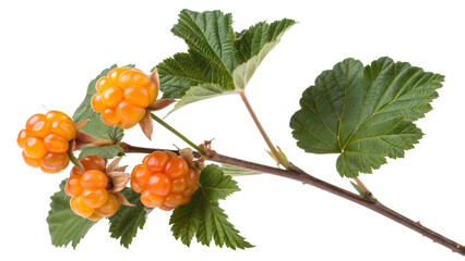 Close-up of vibrant orange cloudberries growing on a leafy branch, showcasing their unique texture and rich color against a dark background