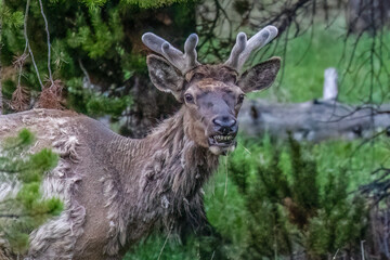 Molting Elk with really bad teeth smiling at the camers © MaryHerronPhoto