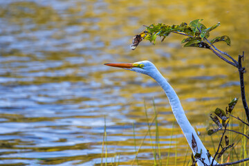 Silberreiher in Florida - USA (Great Egret). 
