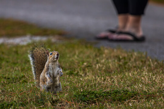 Squirrel - Grauh&ouml;rnchen in Florida