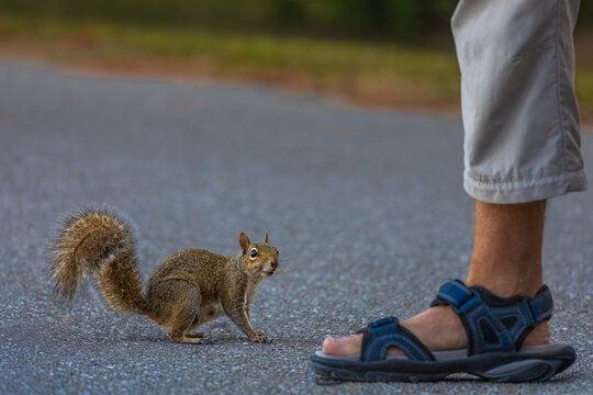 Squirrel - Grauh&ouml;rnchen in Florida