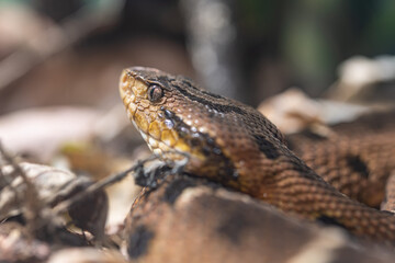 Naklejka premium Snake closeup showing scale and eye details