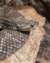 Obraz premium Snake closeup showing scale and eye details