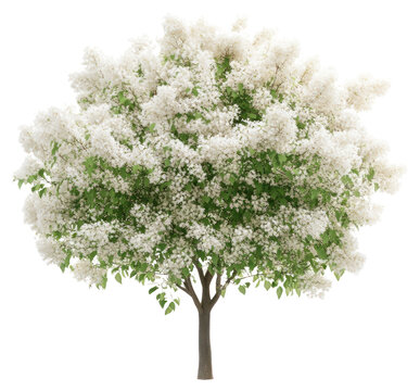 PNG Fringe Tree tree blossoms flowers.