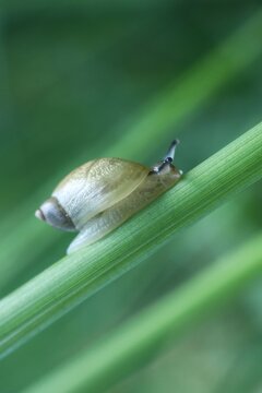 Escargot Succinea Putris
