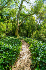 A path through a forest with a tree in the middle