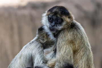 Close up of a female Spider Monkey embracing her baby