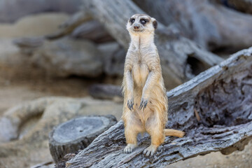 Fototapeta premium Close up of a Meercat standing looking into camera at alert on a gnarled tree stump.