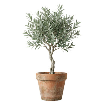Small olive tree in terracotta pot isolated. Mediterranean potted plant.