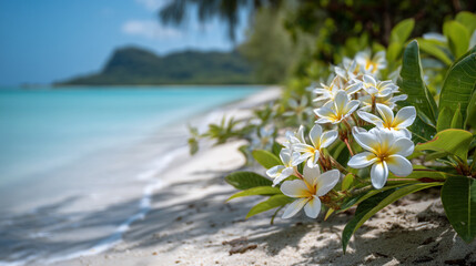 Tropical white plumeria flowers blooming on a white sand beach with turquoise ocean water