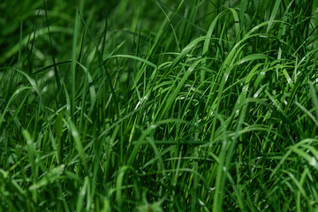 A dense patch of vibrant green grass fills the frame, showcasing the texture and movement of blades in sunlight. Ideal for nature, outdoor, and fresh greenery themes in stock projects.
