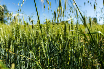 Obraz premium dettagli delle piante verdi ed immature di un campo di grano, in campagna, tra primavera ed estate, di giorno, con cielo sereno e colori brillanti