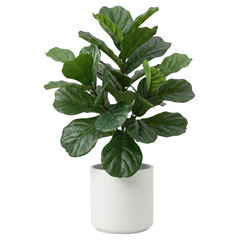 Fiddle leaf fig plant in white pot isolated. Interior decor. © BTG
