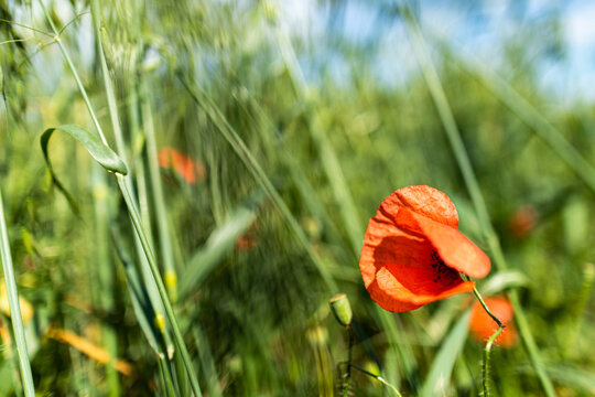 papavero rosso in un campo di grano verde ancora immaturo, in primavera, di giorno, alla luce del sole