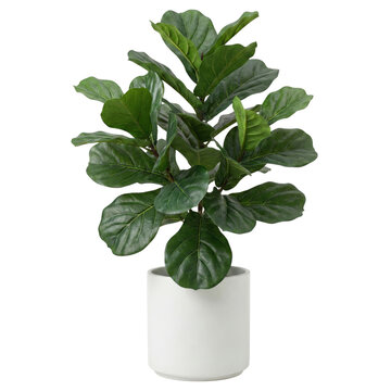Fiddle leaf fig plant in white pot isolated. Interior decor.