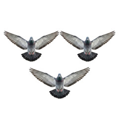 Obraz premium Three pigeons flying in formation isolated. Bird trio.