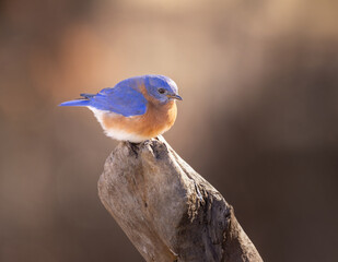 Obraz premium male bluebird on perch with colorful background