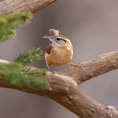 Obraz premium carolina wren on perch