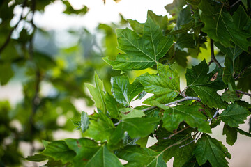 foglie verdi sui rami di un albero di platano occidentale in primo piano, di giorno, in un ambiente naturale, con sfondo sfuocato