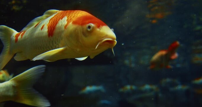 Shanghai, China. Aquarium Filled With Colorful Koi Fish. Golden Koi Fish Slow Swimming In Shanghai Ocean Aquarium. Koi Literally Carp. Colorful Koi Fish Grouped Together In Underwater. Colorful