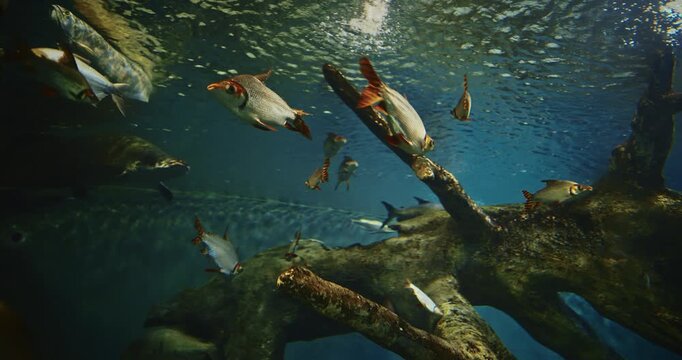 Shanghai, China. Pacman Catfish Swims Among Other Silver Prochilodus Fishes. Giant Catfish Swim In Aquarium. Lophiosilurus Alexandri Is Species Of Catfish Order Siluriformes Of Family