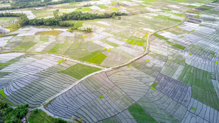 Fototapeta premium Expansive aerial view of traditional rice paddy patterns and winding rural roads in Bajawa, Flores. Beautiful agricultural landscape of Indonesia.