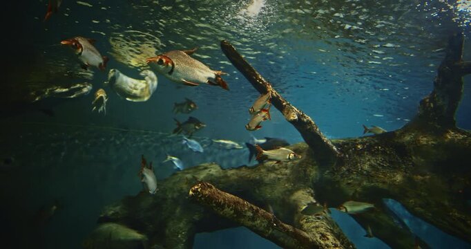Shanghai, China. Silver Prochilodus Bottom View. Prochilodontidae Or Flannel-mouthed Characins, Are Small Family Of Freshwater Fishes. Silver Prochilodus Swim In Ocean Aquarium. Pacman Catfish Swims