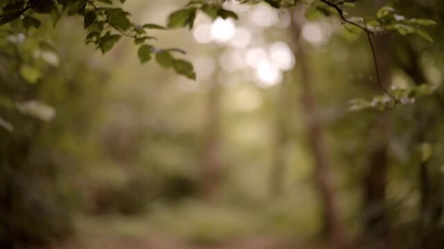 Boho Outdoor Background With Natural Light And Copy Space