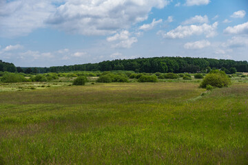 Obraz premium landscape depicting green meadows in the forest foothills