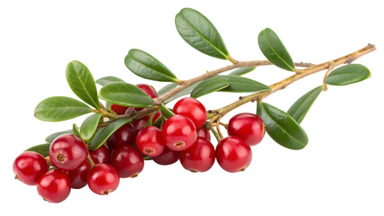 Vibrant sprig of fresh red cranberries with lush green leaves isolated on black background