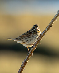 Fototapeta premium Common Reed Bunting (Emberiza schoeniclus) - Common in wetlands and reedbeds across Europe and Ireland