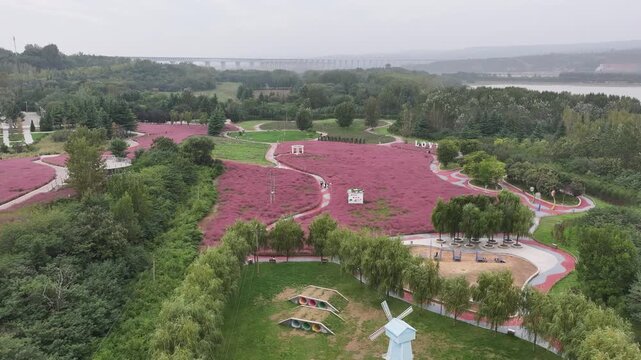 Sanmenxia Flower Sea Park Aerial View - Pink Flower Fields and Yellow River Bridge