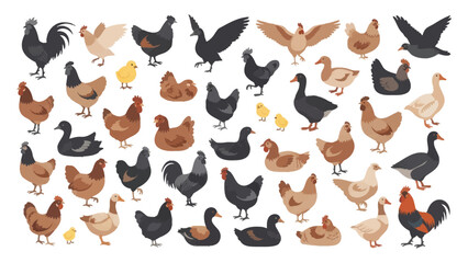 collection of chickens and ducks on white background