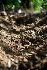 Close up of muddy gravel road