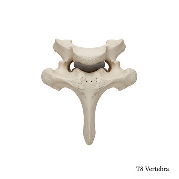 Isolated superior view thoracic t8 vertebra anatomy component showing vertebral foramen structure