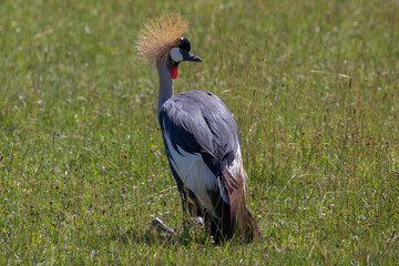 Obraz premium Grey Crowned Crane (Balearica regulorum) in Grassland